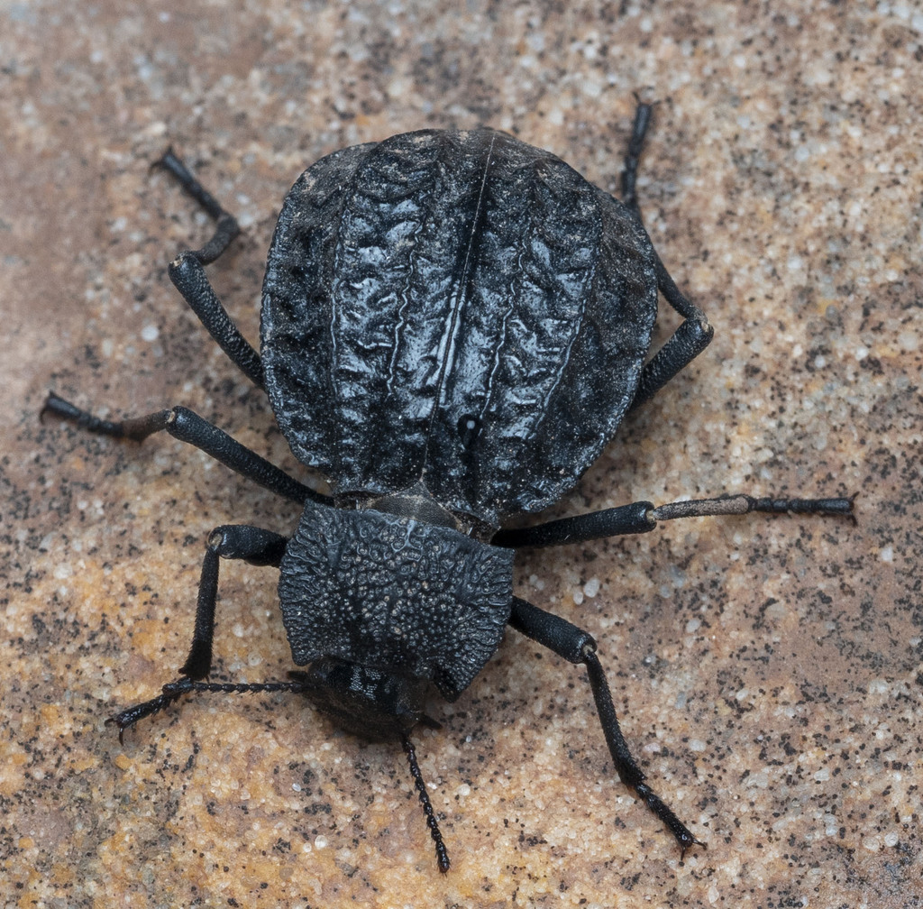Philolithus sordidus