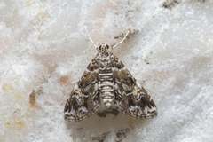 Elophila melagynalis