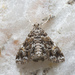 Elophila melagynalis - Photo (c) budak, μερικά δικαιώματα διατηρούνται (CC BY-NC), uploaded by budak