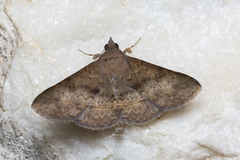 Hypospila bolinoides
