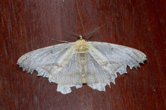 Chorodna metaphaearia