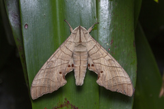 Marumba