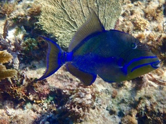 Balistes vetula