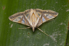 Agrioglypta