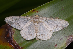 Biston mediolata