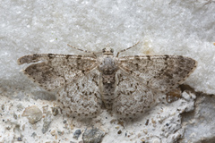 Myrioblephara simplaria