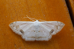 Scopula butleri