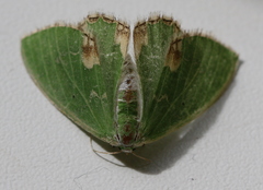 Comibaena bajularia