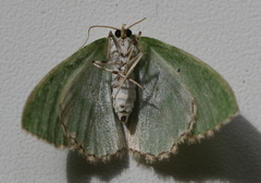 Comibaena bajularia