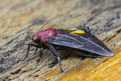 Toccolosida rubriceps