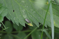 Heterogaster urticae