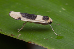 Thysanoptyx