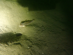 Acentrogobius pflaumii