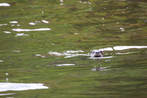 North American River Otter photographed in Maine