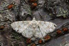 Myrioblephara simplaria