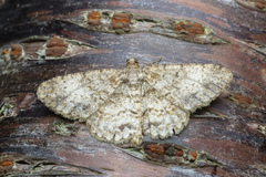Myrioblephara