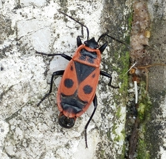 Pyrrhocoris apterus