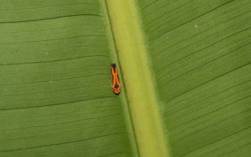Subrasaca rachelae