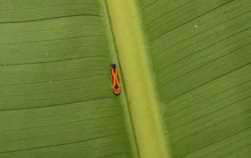 Subrasaca rachelae
