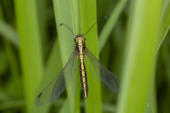 Ascalohybris subjacens