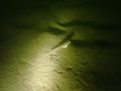 Acentrogobius pflaumii