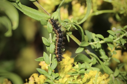 Chlosyne nycteis photographed on goldenrod