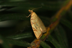 Aleimma loeflingiana