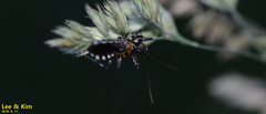 Sphedanolestes impressicollis