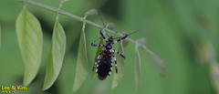 Sphedanolestes impressicollis