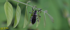 Sphedanolestes impressicollis