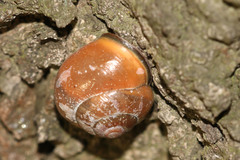 Cepaea nemoralis