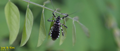 Sphedanolestes impressicollis