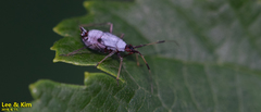 Deraeocoris ater