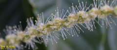 Castanea crenata