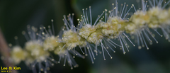 Castanea crenata