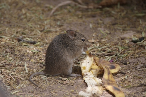 white-eared cotton rat