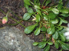 Bellium bellidioides