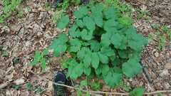 Jeffersonia diphylla