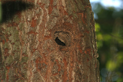 Dendrocopos major