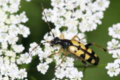 Rutpela maculata