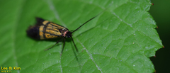 Nemophora
