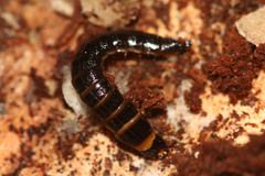 Stenagostus rhombeus