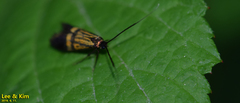 Nemophora