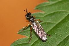Diptera