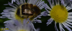 Lasiotrichius succinctus