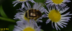 Lasiotrichius succinctus
