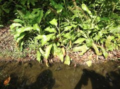 Nepenthes mirabilis
