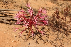 Brunsvigia striata