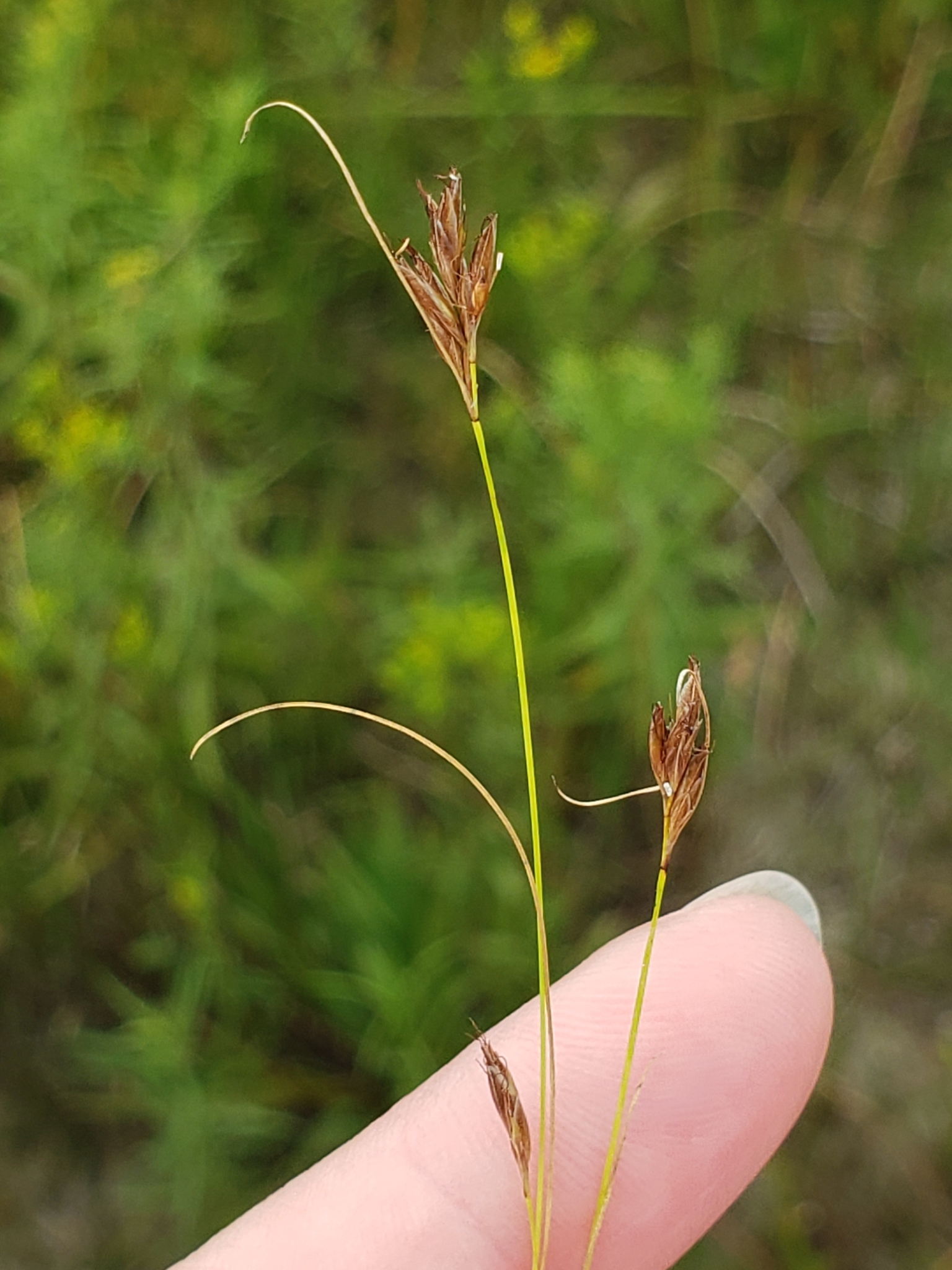 Rhynchospora capillacea