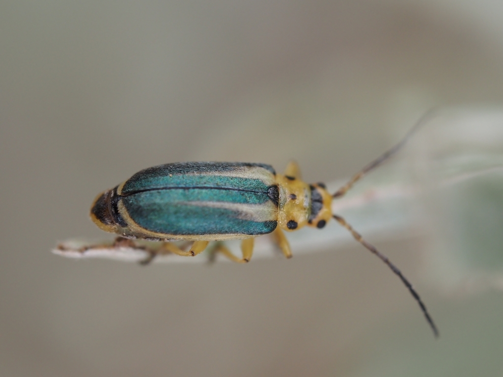 Trirhabda manisi